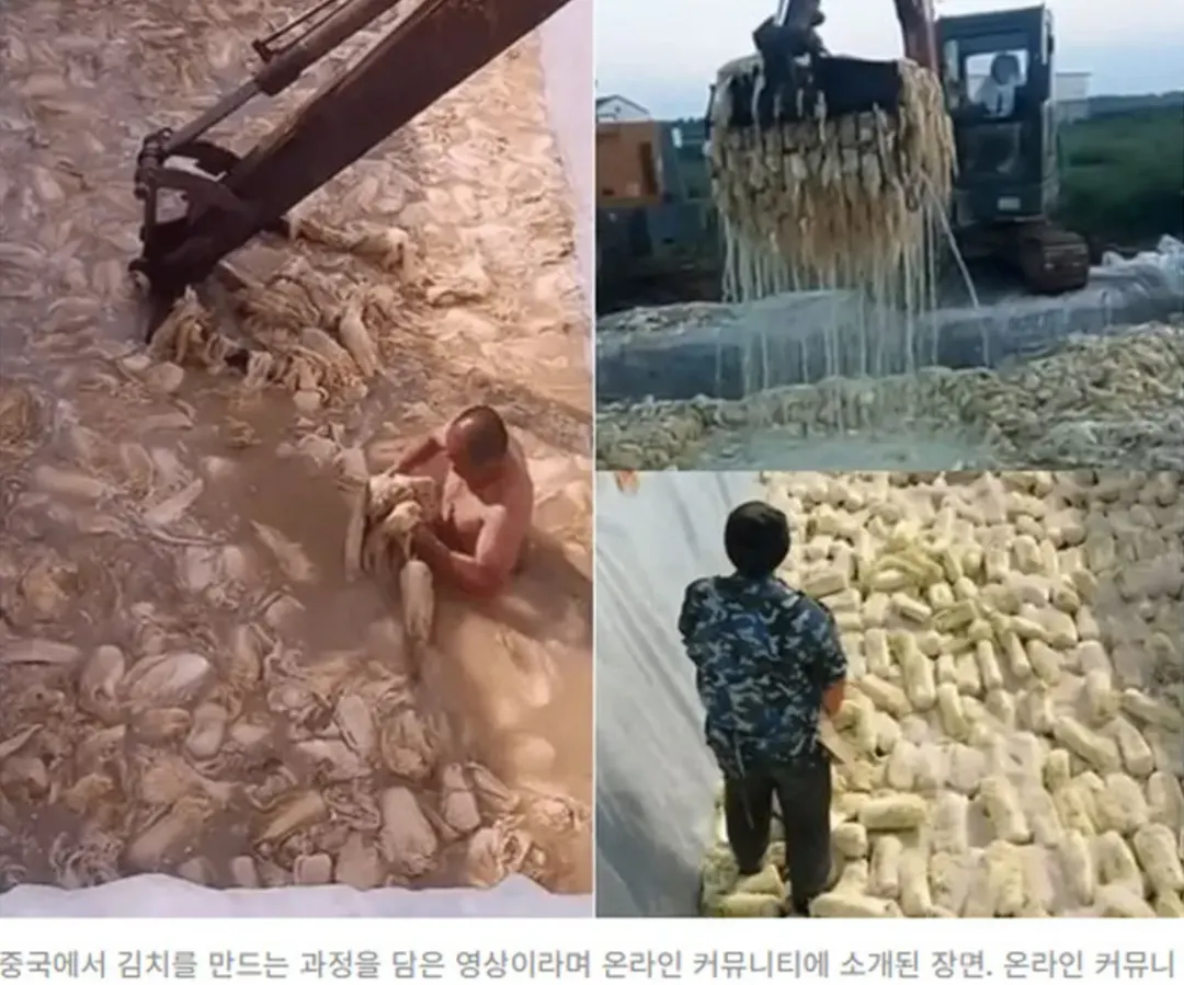 황금절임배추 소개 사진 15